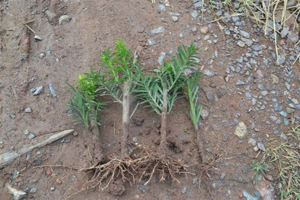 紅豆杉樹(shù)苗