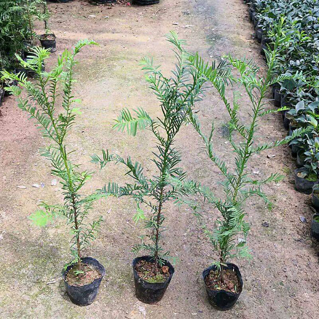 紅豆杉價(jià)格多少錢一棵?家庭紅豆杉的養(yǎng)殖方法