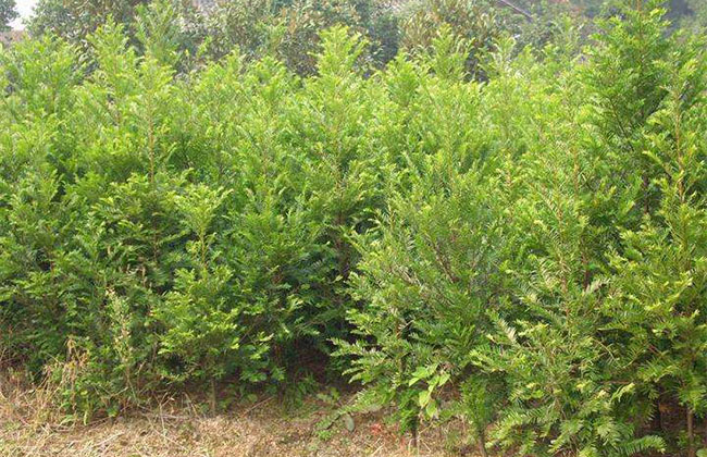 紅豆杉價(jià)格多少錢一棵?家庭紅豆杉的養(yǎng)殖方法