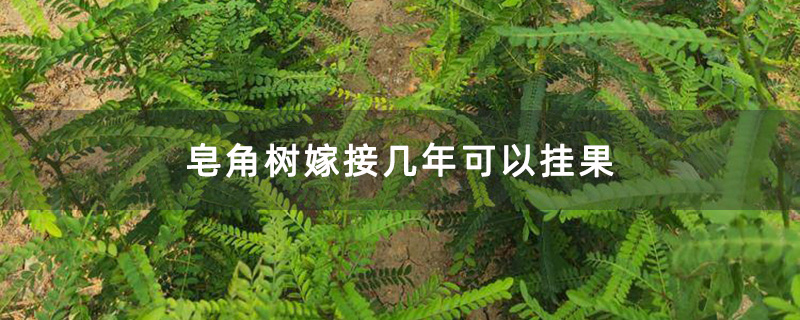 皂角樹嫁接小苗