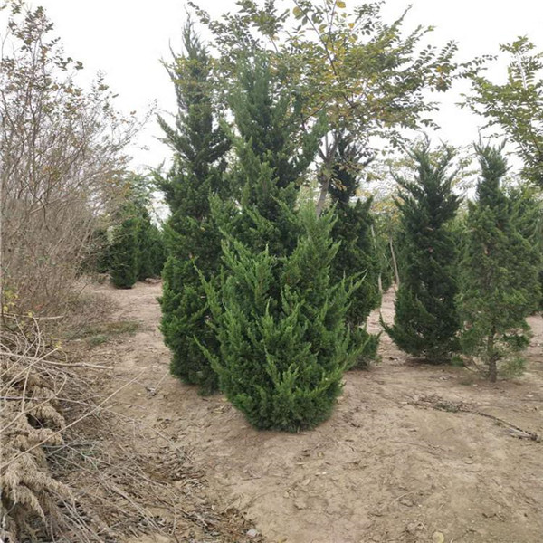 龍柏基地實(shí)拍圖