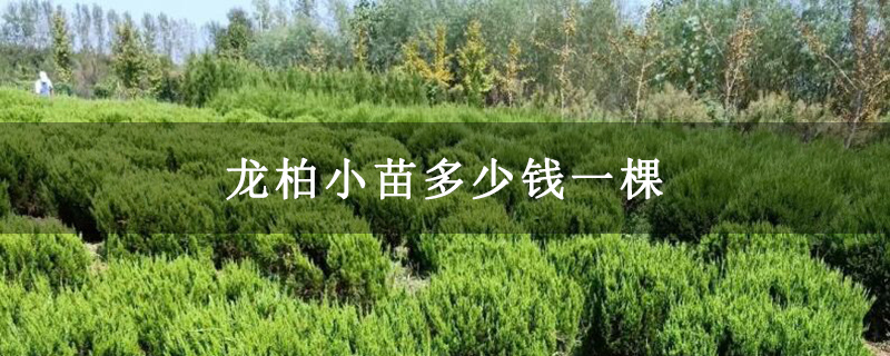 龍柏小苗多少錢一棵