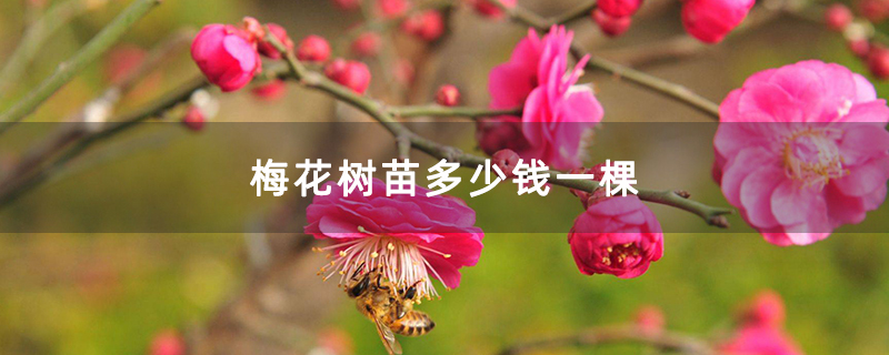 梅花樹苗多少錢一棵