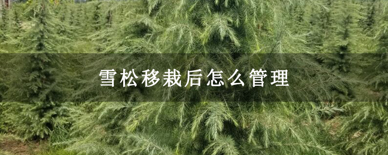 雪松移栽后怎么管理