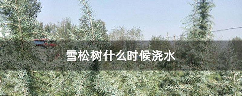 雪松樹什么時(shí)候澆水