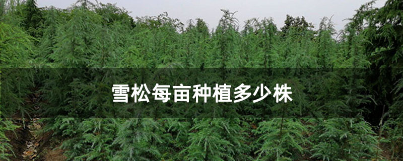 雪松每畝種植多少株