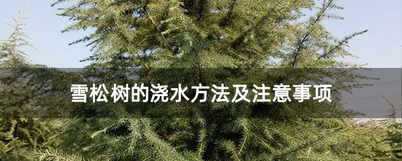 雪松樹的澆水方法及注意事項(xiàng)