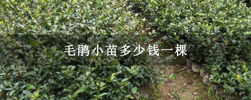 毛鵑小苗多少錢一棵