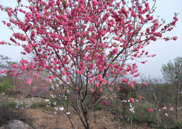 紅葉碧桃樹(shù)