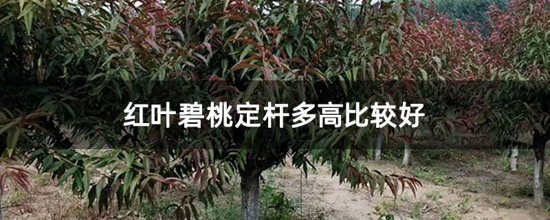 紅葉碧桃定桿多高比較好
