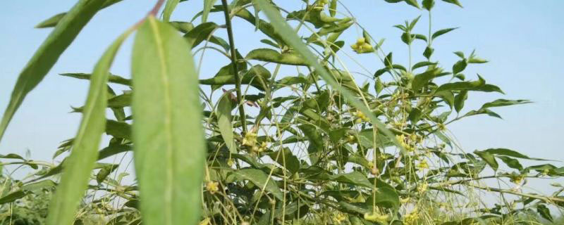 8公分金絲吊蝴蝶多少錢(qián)一棵