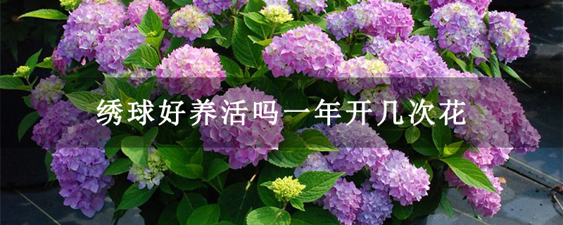 繡球好養(yǎng)活嗎一年開(kāi)幾次花