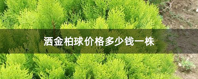 灑金柏球價(jià)格多少錢(qián)一株