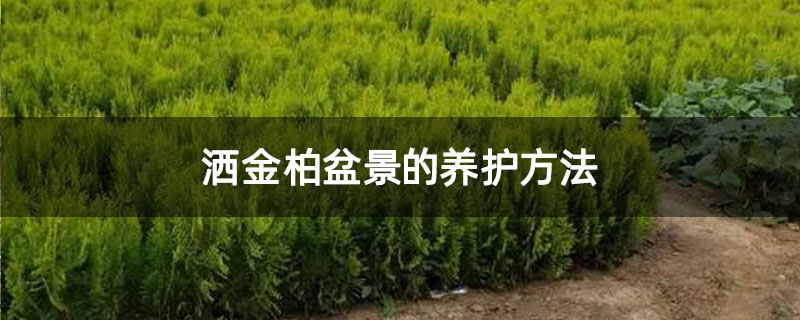 灑金柏盆景的養(yǎng)護(hù)方法