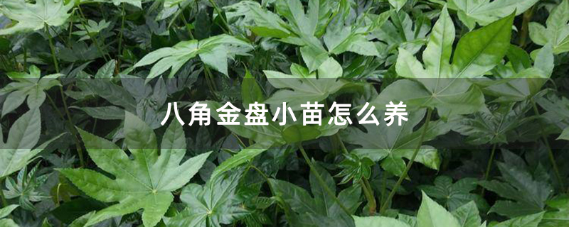 八角金盤(pán)小苗怎么養(yǎng)