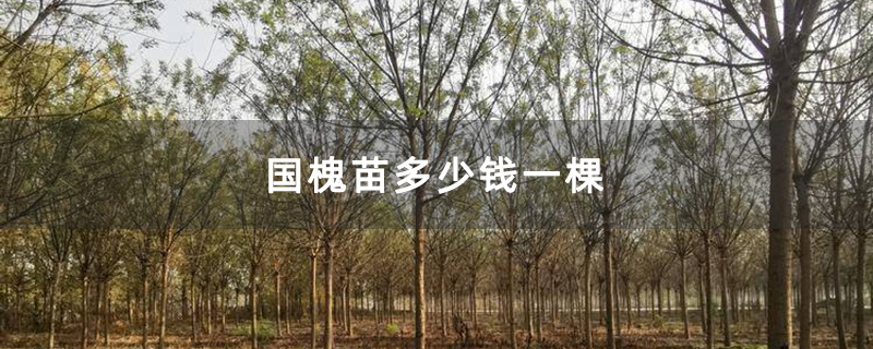 國(guó)槐苗多少錢一棵