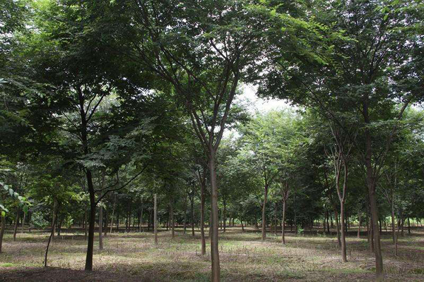 櫸樹(shù)基地實(shí)拍