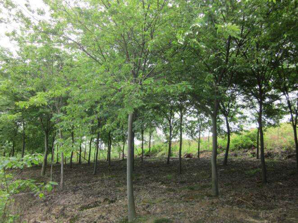 櫸樹(shù)基地實(shí)拍