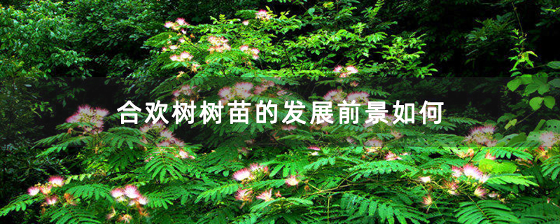 合歡樹樹苗的發(fā)展前景如何