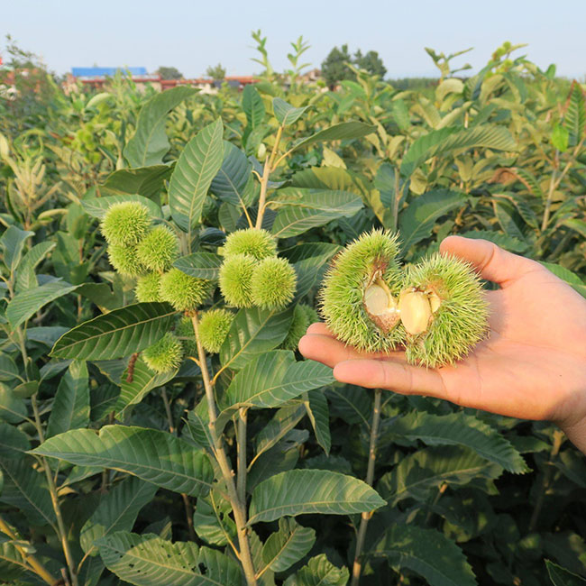板栗苗多少錢一棵?板栗苗哪個(gè)品種最好?