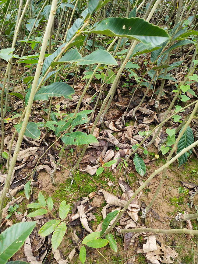 板栗苗多少錢一棵?板栗苗哪個(gè)品種最好?