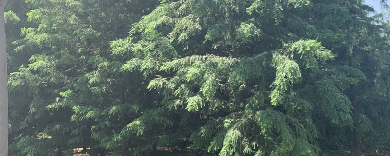 4公分東方杉價格多少錢一棵