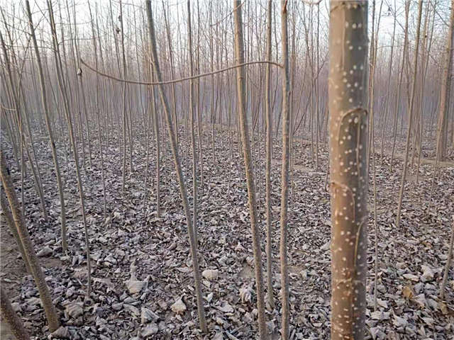 速生楊種植基地實(shí)拍