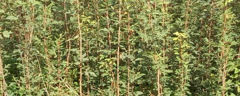 13公分血皮槭價(jià)格多少錢一棵