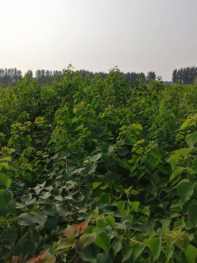 烏桕樹怎么栽成活率高?現(xiàn)在種植烏桕樹苗有前景嗎?