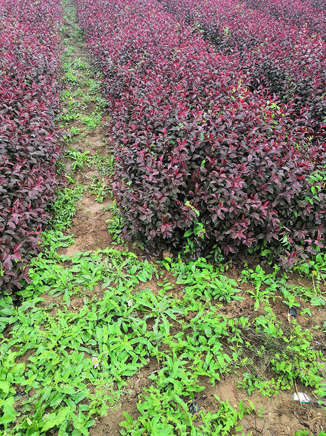 紫葉矮櫻可以扦插繁殖嗎?紫葉矮櫻扦插技術(shù)