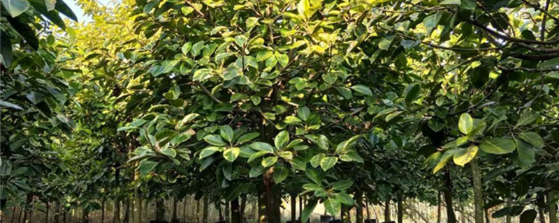 10公分富貴榕價(jià)格多少錢一棵