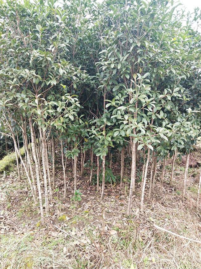 金桂多少錢一棵?2020年金桂價(jià)格最新行情預(yù)測(cè)