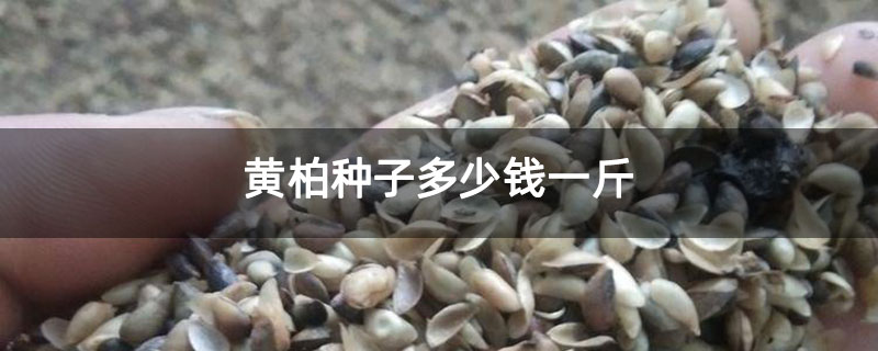 黃柏種子多少錢一斤