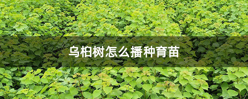 烏桕樹怎么播種育苗