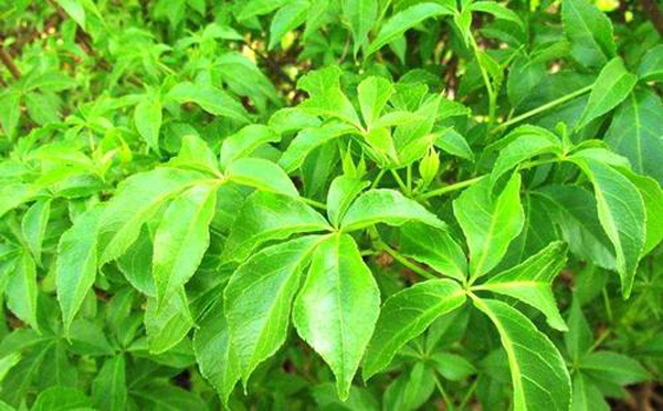 東北長(zhǎng)梗刺五加