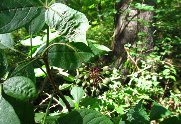 東北長(zhǎng)梗刺五加