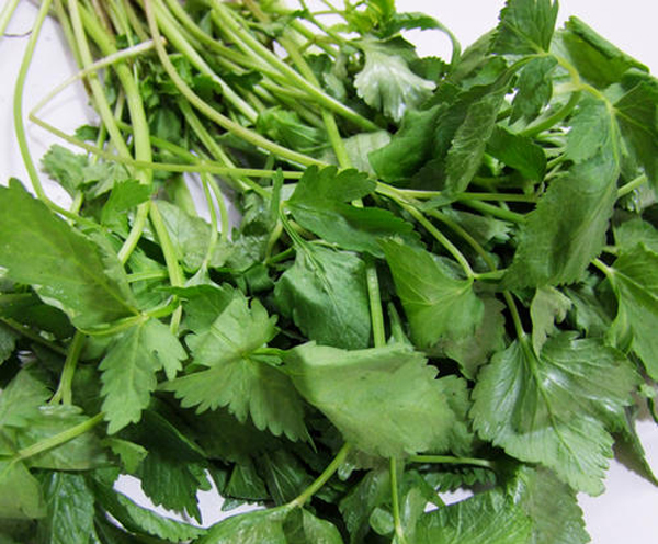 東北長(zhǎng)梗刺五加