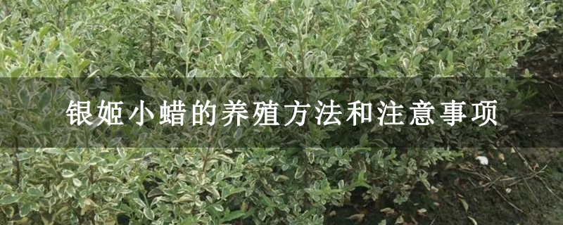 銀姬小蠟的養(yǎng)殖方法和注意事項