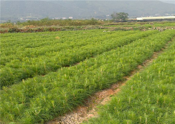 松樹苗