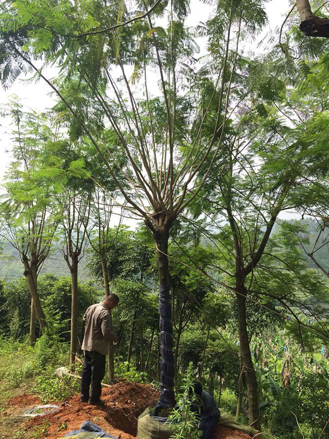 藍(lán)花楹多少錢一棵