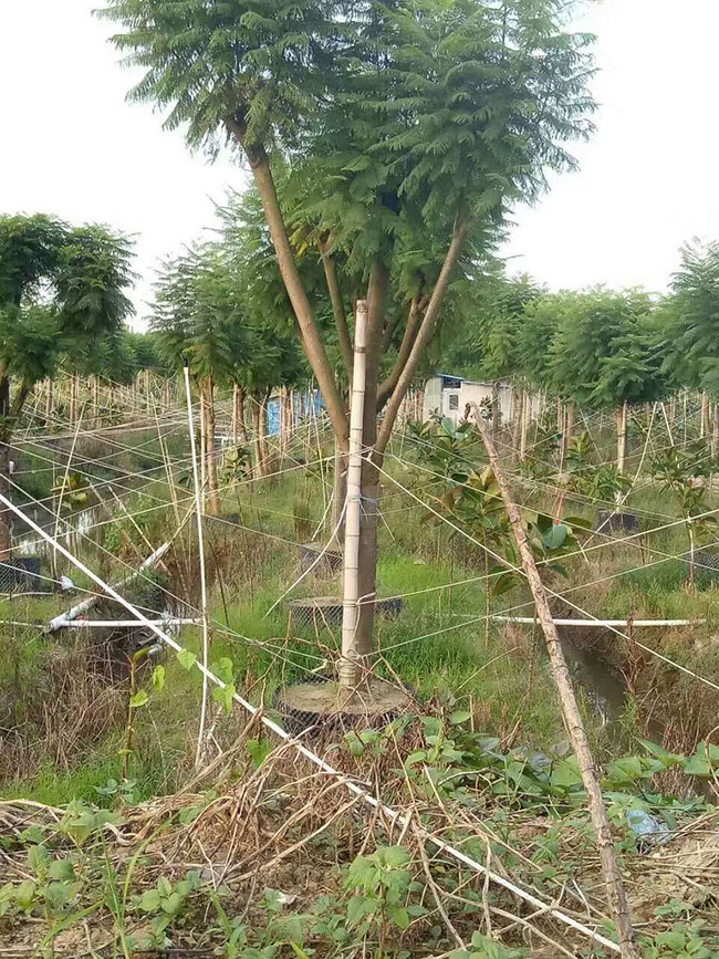 藍(lán)花楹多少錢一棵