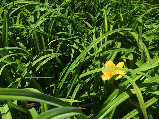 沭陽(yáng)長(zhǎng)景園林金娃娃萱草種植基地實(shí)拍圖片