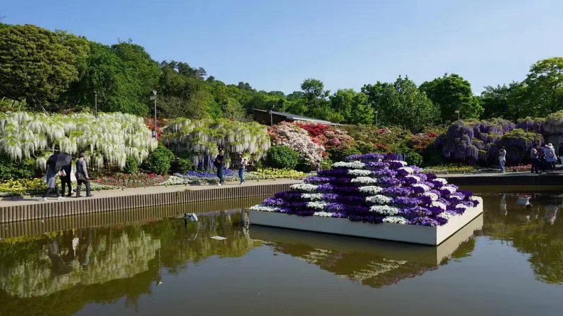 安了寺紫藤日系日本白色紫藤 安了寺紫藤日系日本白色紫藤