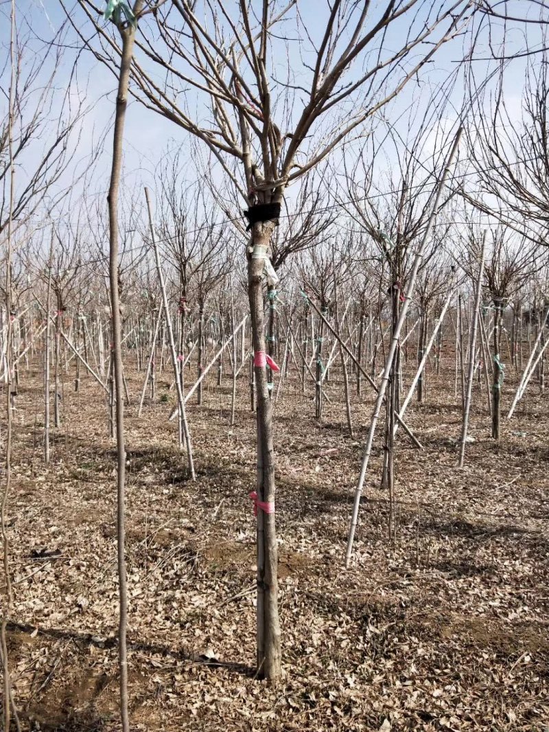安了寺紫藤日系日本白色紫藤 安了寺紫藤日系日本白色紫藤