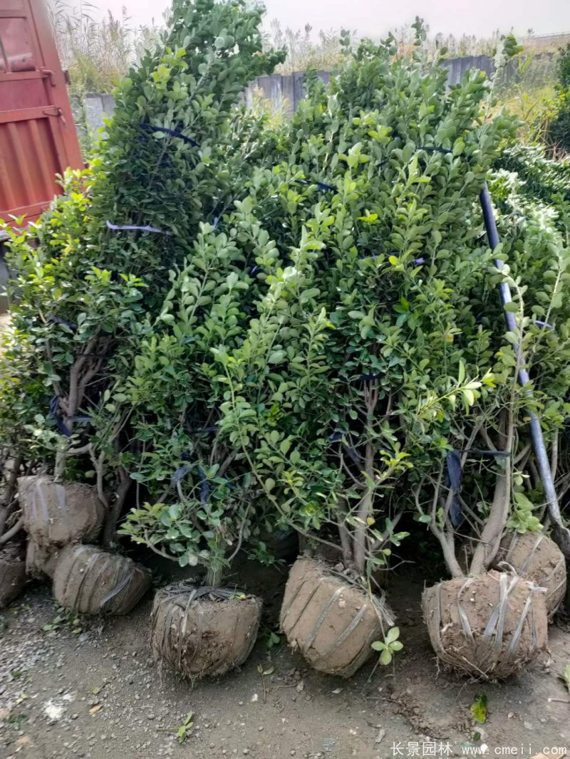 大葉黃楊柱 大葉黃楊柱