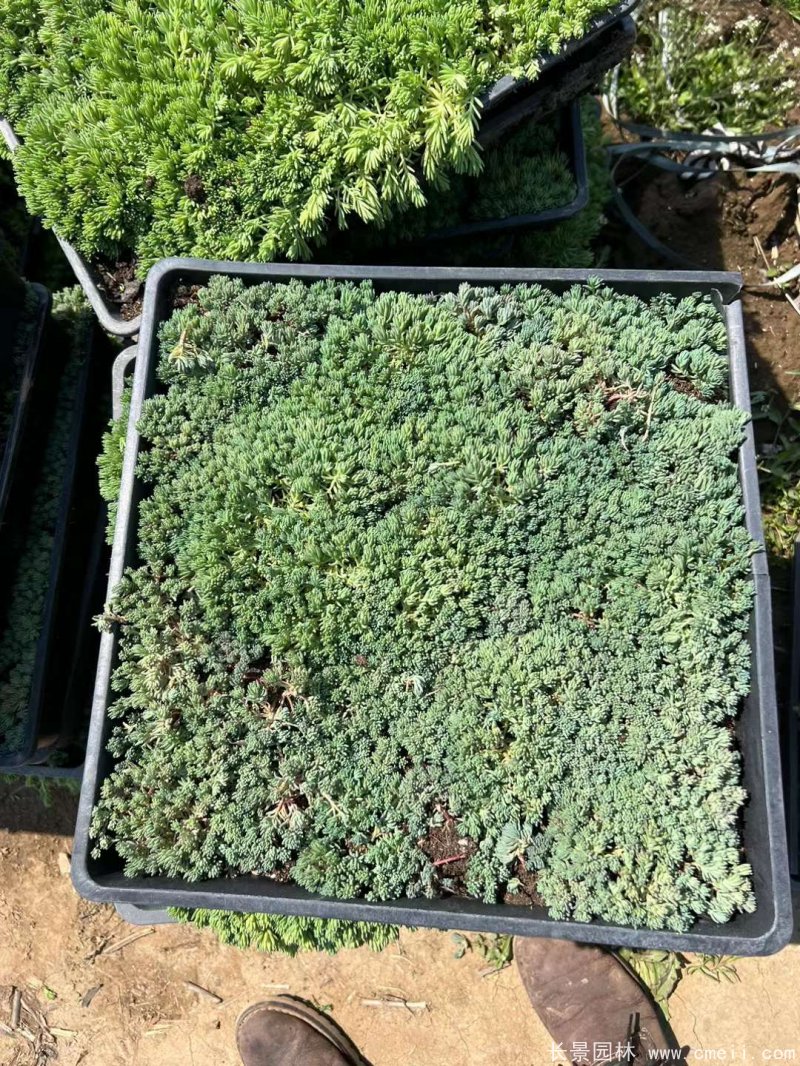 中華景天托盤(pán)苗 中華景天托盤(pán)苗