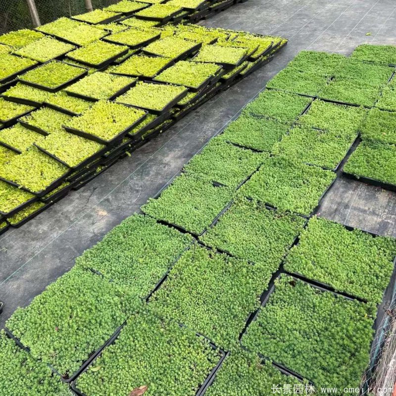 中華景天托盤(pán)苗 中華景天托盤(pán)苗