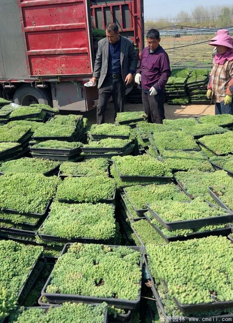 中華景天托盤(pán)苗 中華景天托盤(pán)苗