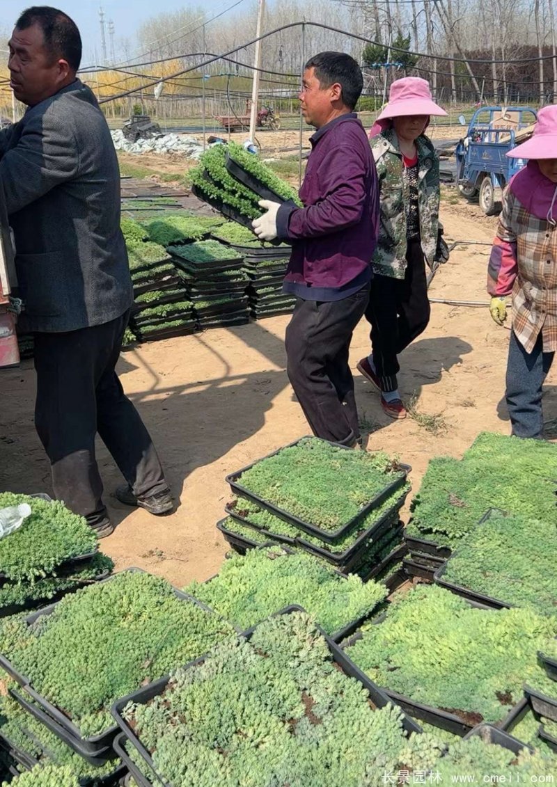 中華景天托盤(pán)苗 中華景天托盤(pán)苗