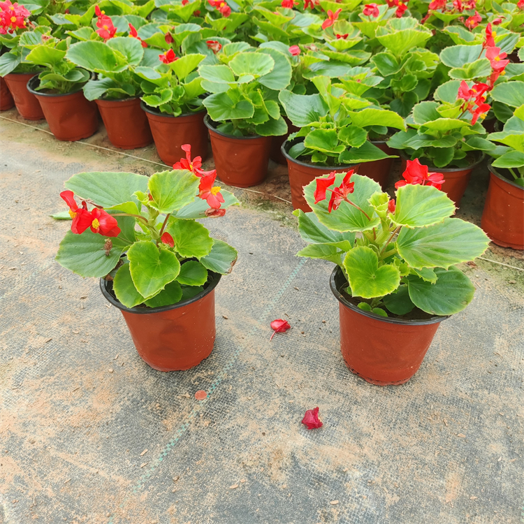 四季海棠秋海棠 四季海棠秋海棠